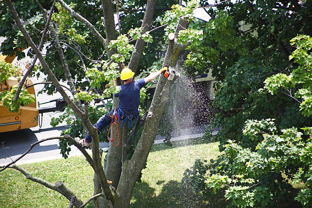 How Our Tree Care Process Works  in  Monroe, WI